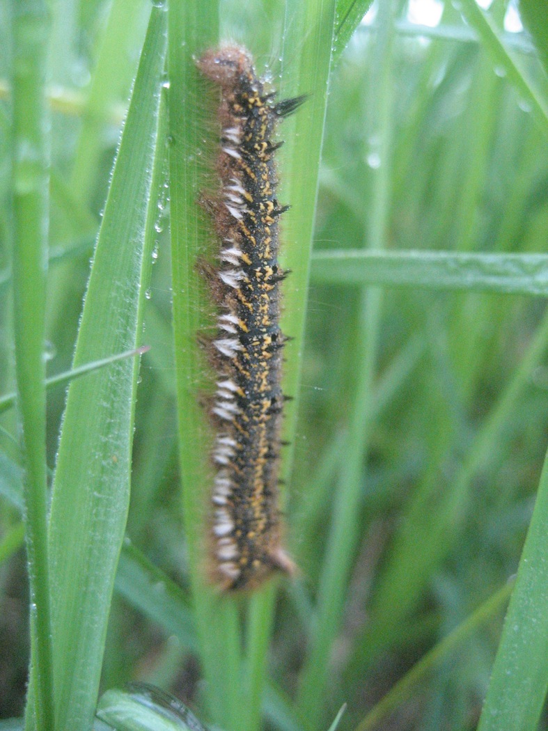 euthrix potatoria??